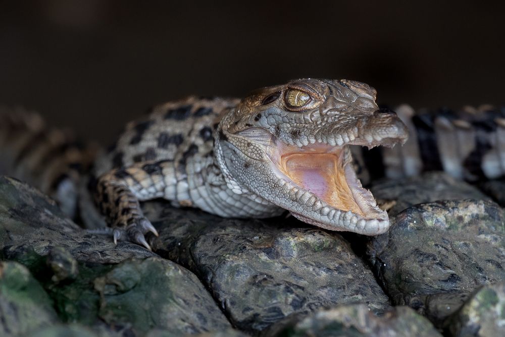 Photograph by Harsha Devalla