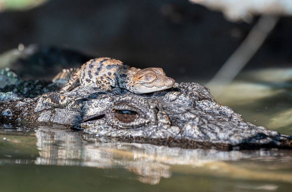 Photograph by Harsha Devalla