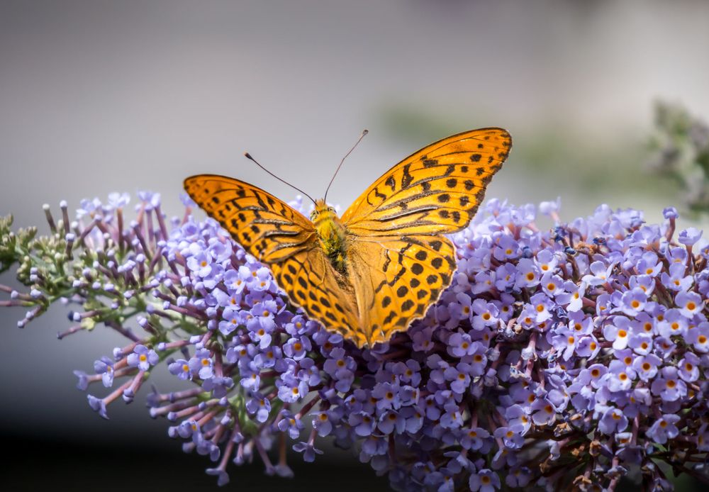 Фотография автора Alena Gersicova