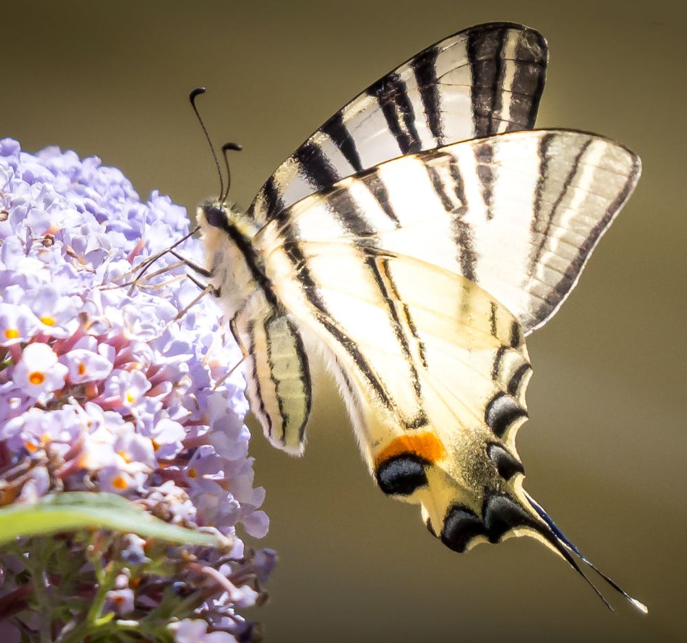 Фотография автора Alena Gersicova