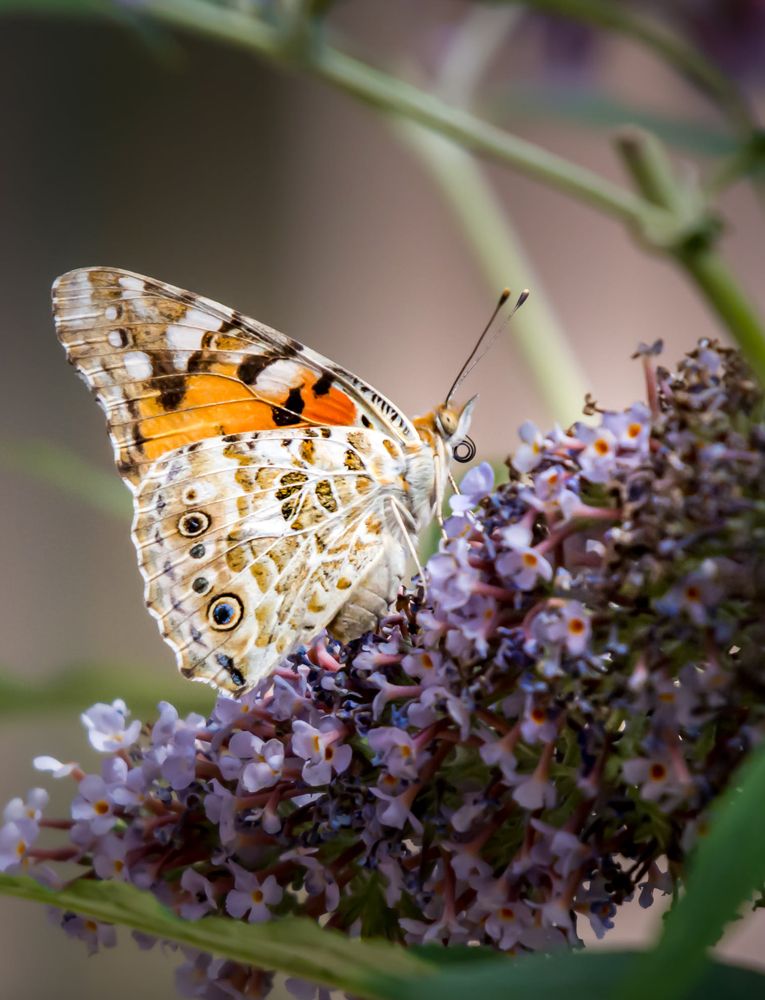 Фотография автора Alena Gersicova