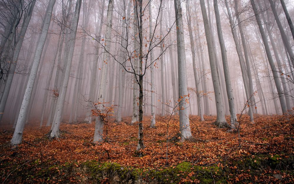 Фотография автора Alena Gersicova