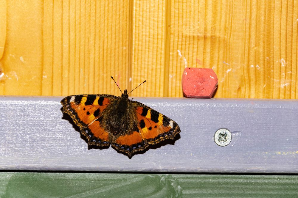 Photograph by Алексей Чеботарев