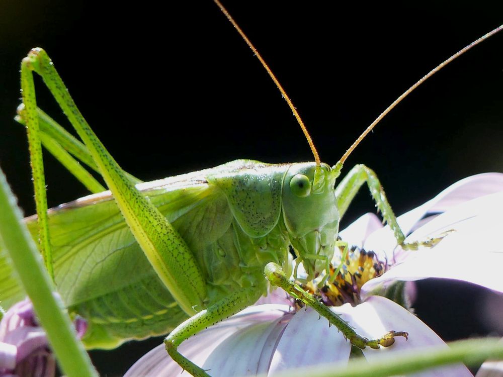 Фотография автора YANN JACOB