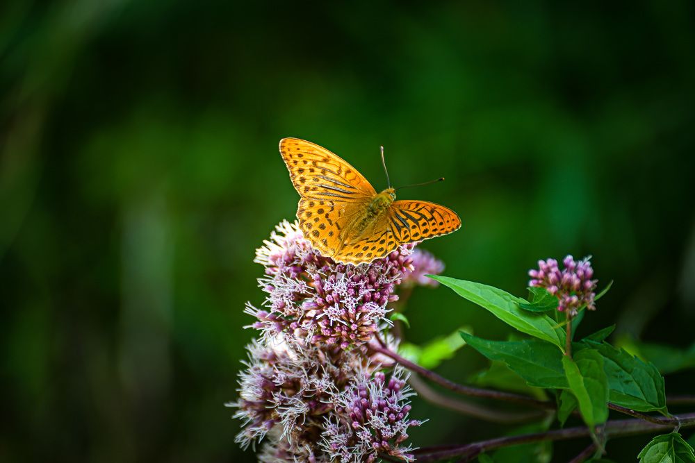 Photograph by Инна Гаджиева