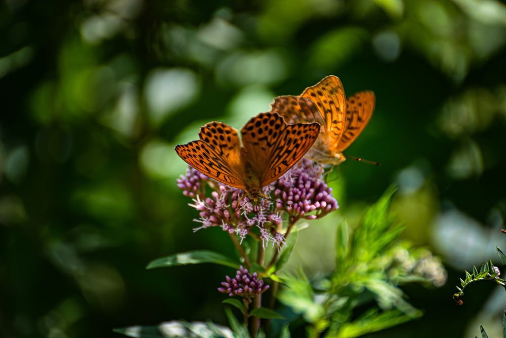 Photograph by Инна Гаджиева