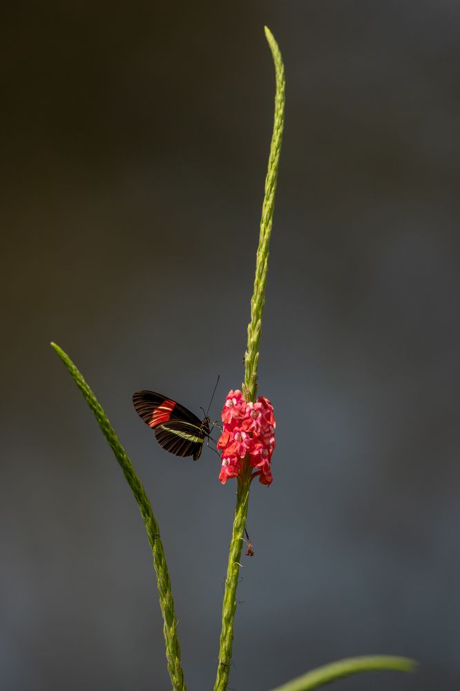 Photograph by Ricardo Ferreira