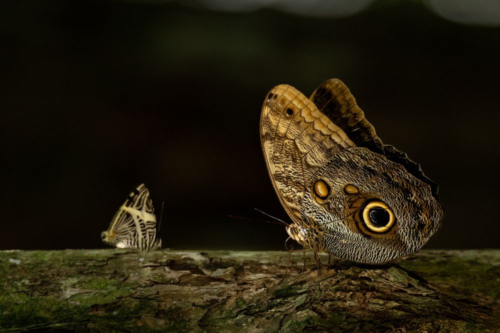 Photograph by Ricardo Ferreira