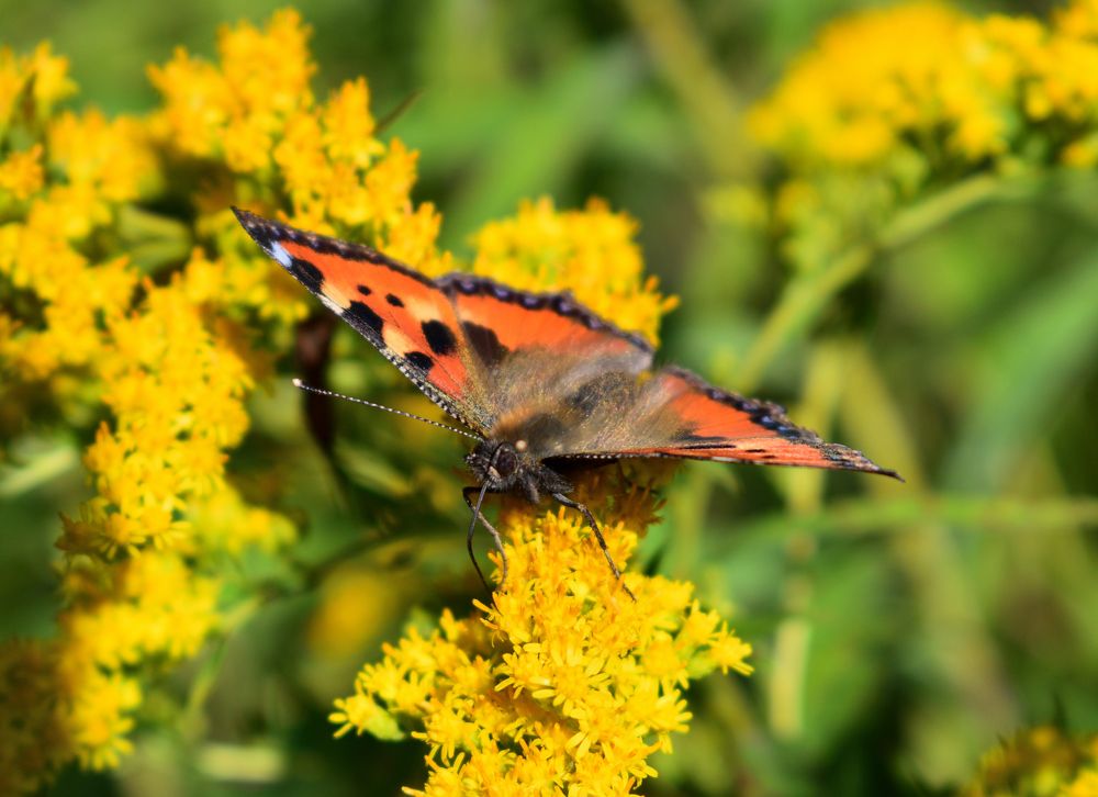 Photograph by Aleksander Perevolotsky