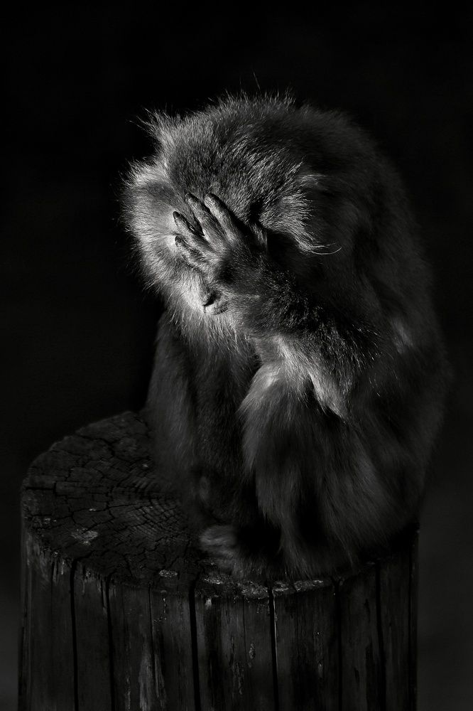 Фотография автора Елена Кириллова