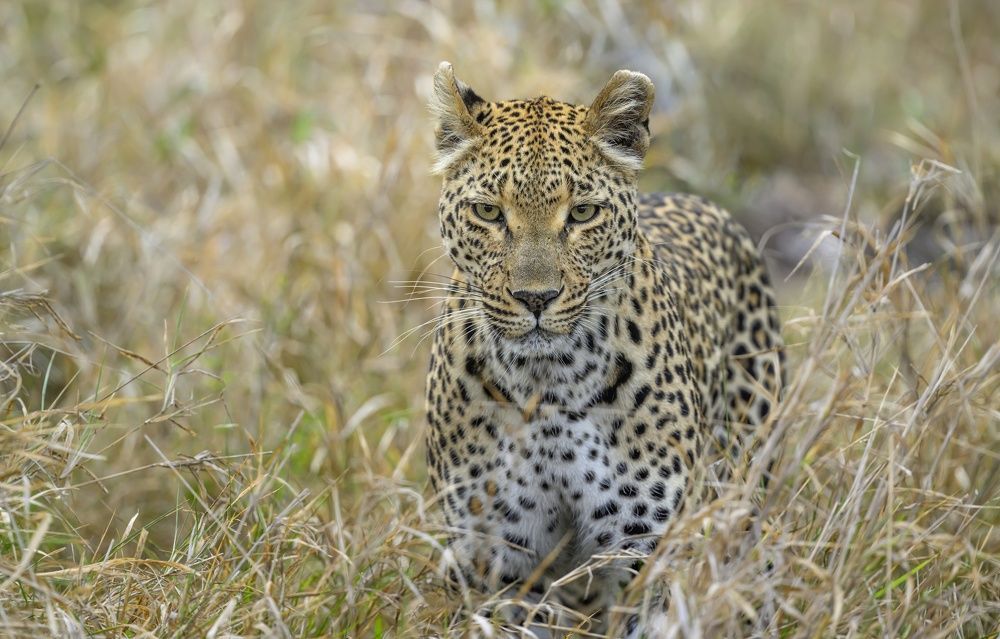 Photograph by Sergey Puponin