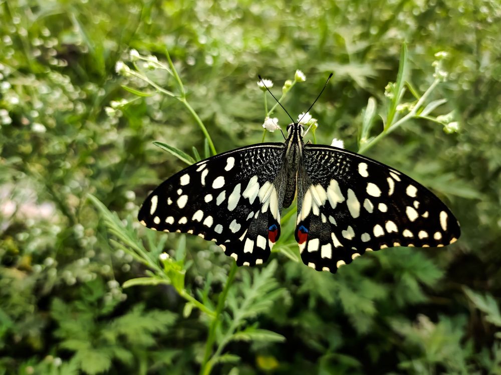 Photograph by Sulagna Mazumdar
