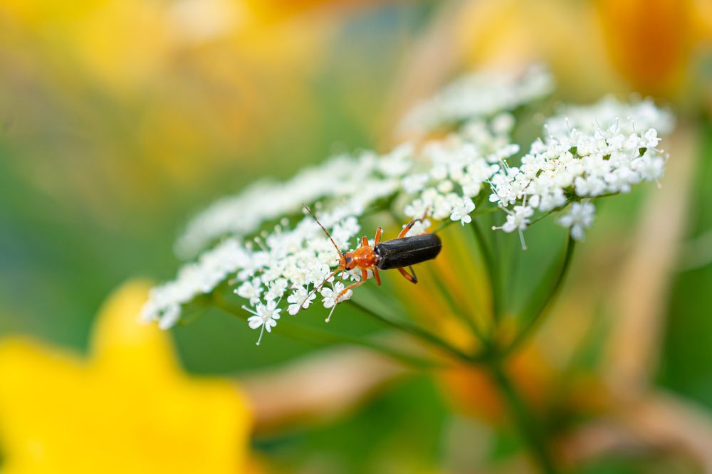 Фотография автора Максим Жухлистов