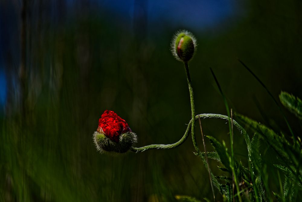 Photograph by Aleksei Degtjarjov