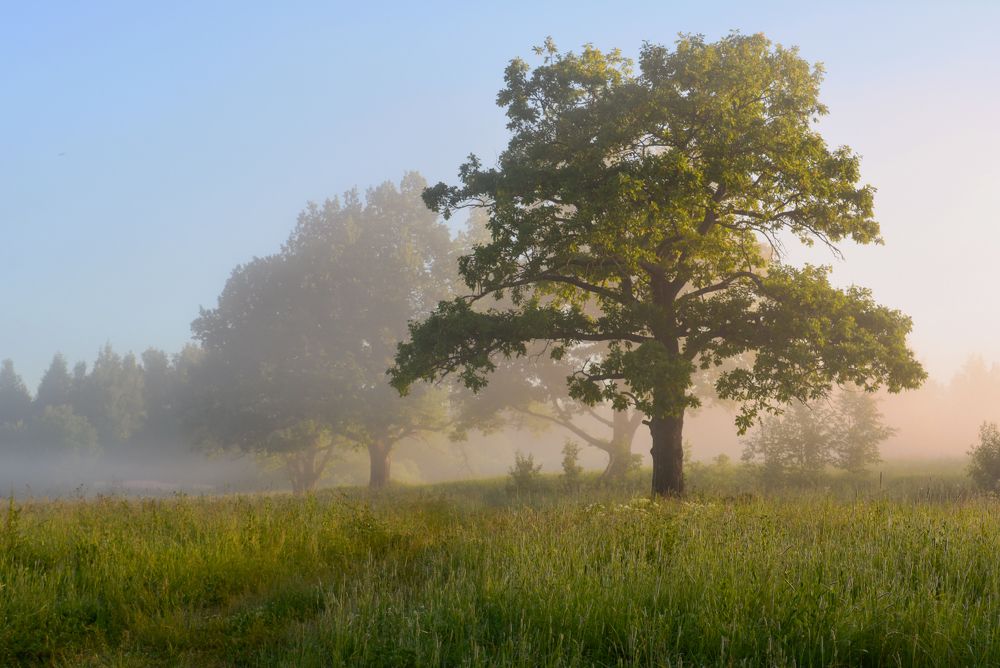 Сонное утро.
