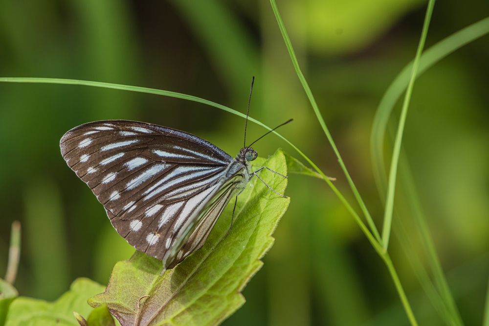 Photograph by Prem Madhavan