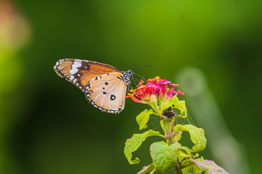 Photograph by Prem Madhavan