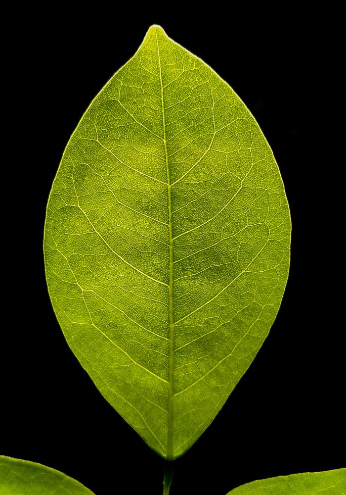 Photograph by Chamara Sulakkhana Polwatta Siriyalage