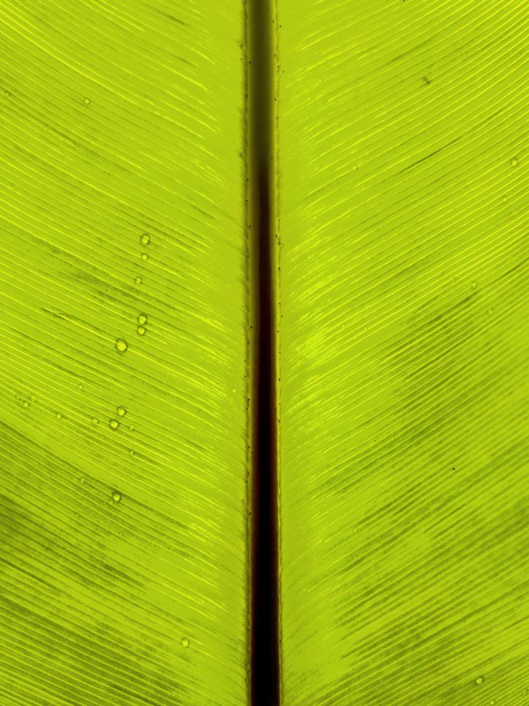 Photograph by Chamara Sulakkhana Polwatta Siriyalage