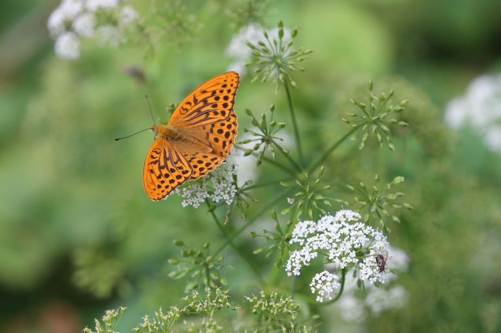 Photograph by Унку Юрий