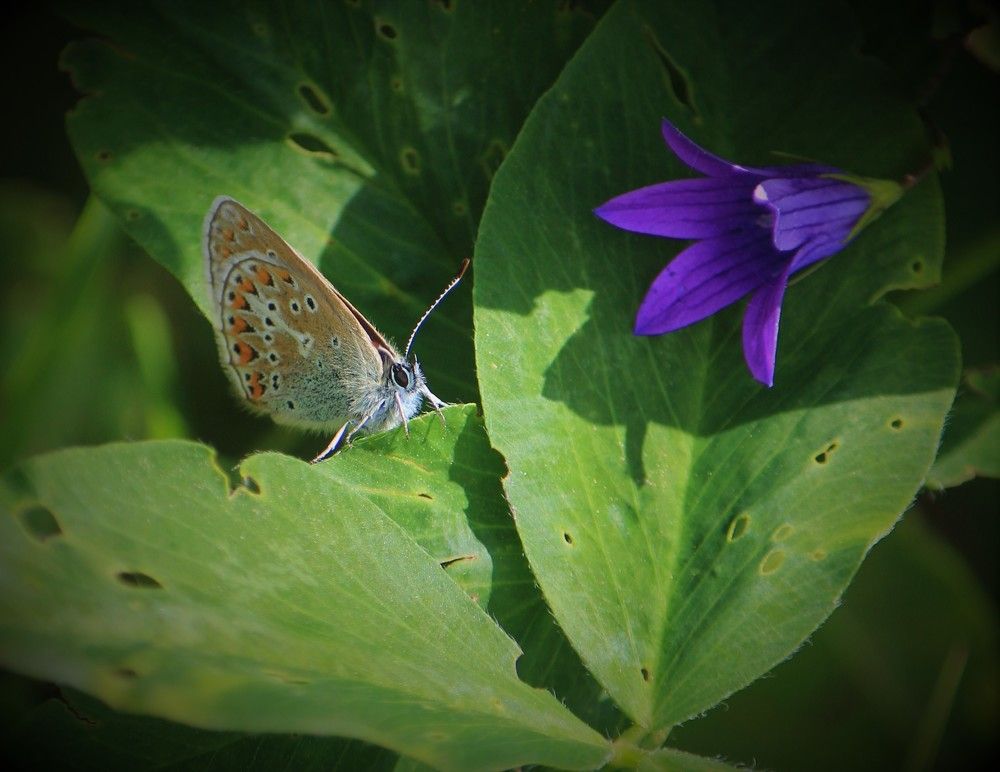 Фотография автора Светлана Терехова