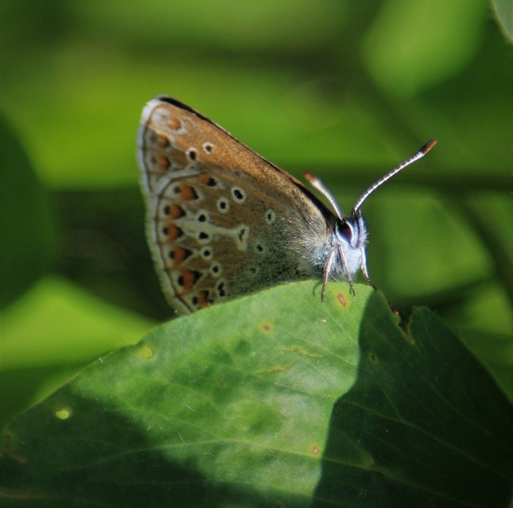 Фотография автора Светлана Терехова