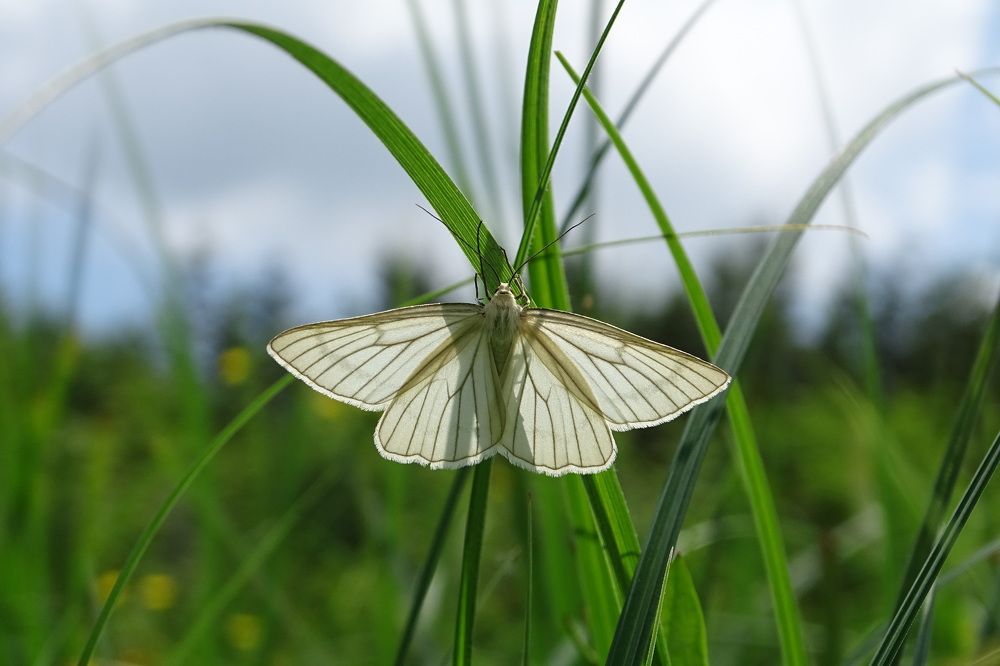 Photograph by Lyudmyla Chorney