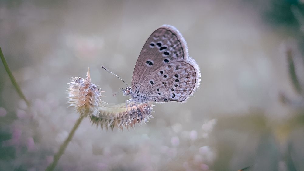 Photograph by Chamath Pramuditha