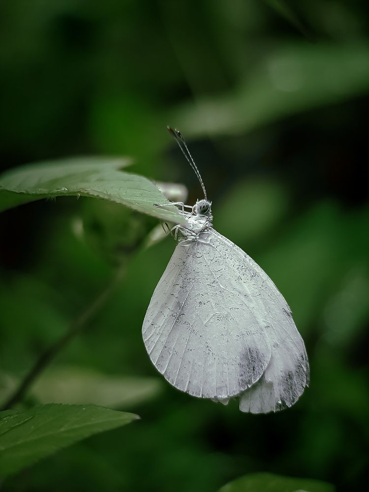 Photograph by Chamath Pramuditha