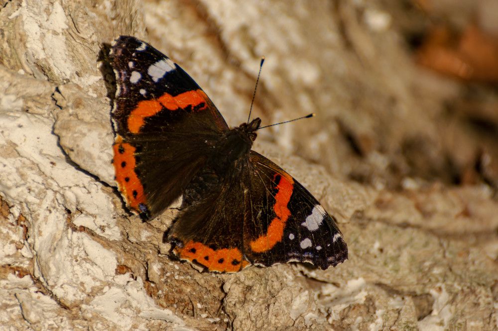 Photograph by Наталья Вялых