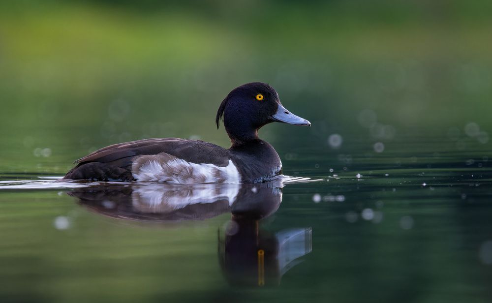 из света во тьму...