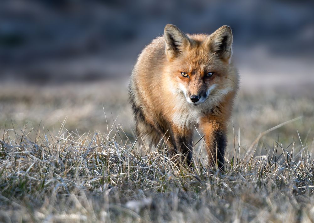 Seaeching for Dinner