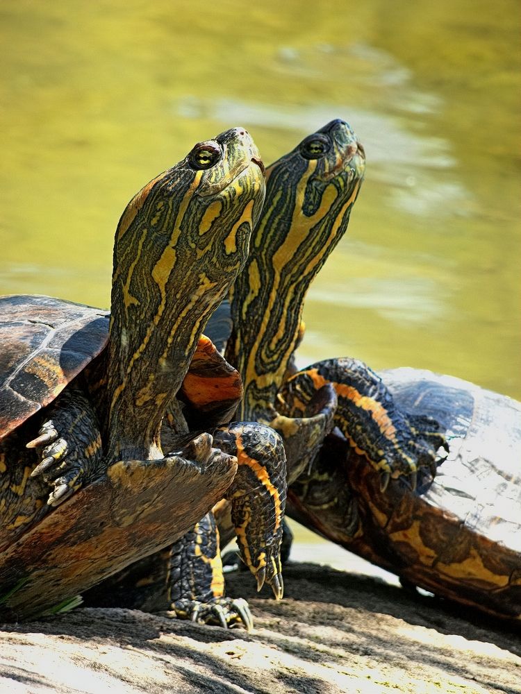 Photograph by Marcelo Luzzi