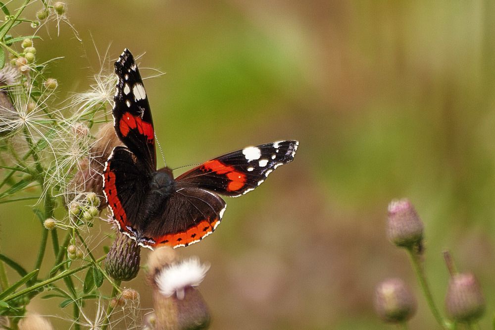 Photograph by Анастасия Глазюк