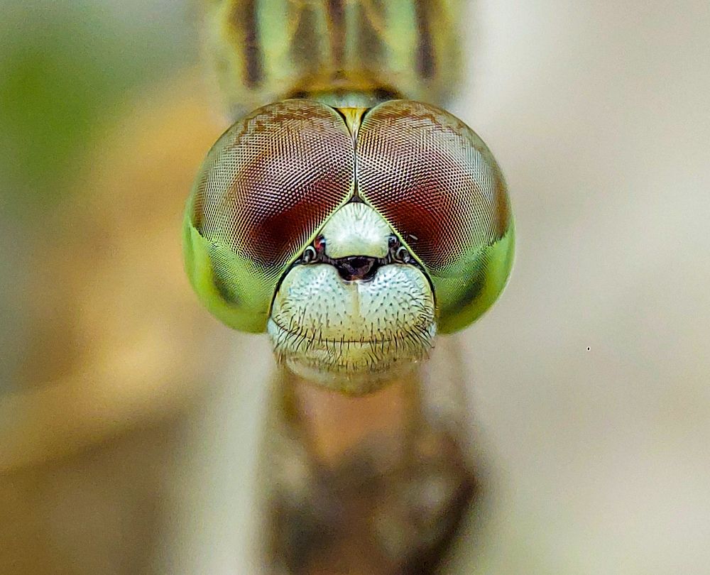 Photograph by Sumitava Chowdhury