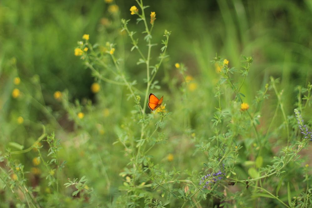 Photograph by Елена Сахарова