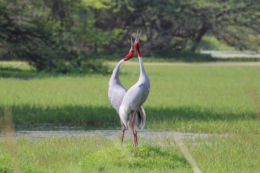 Sarus Cranes