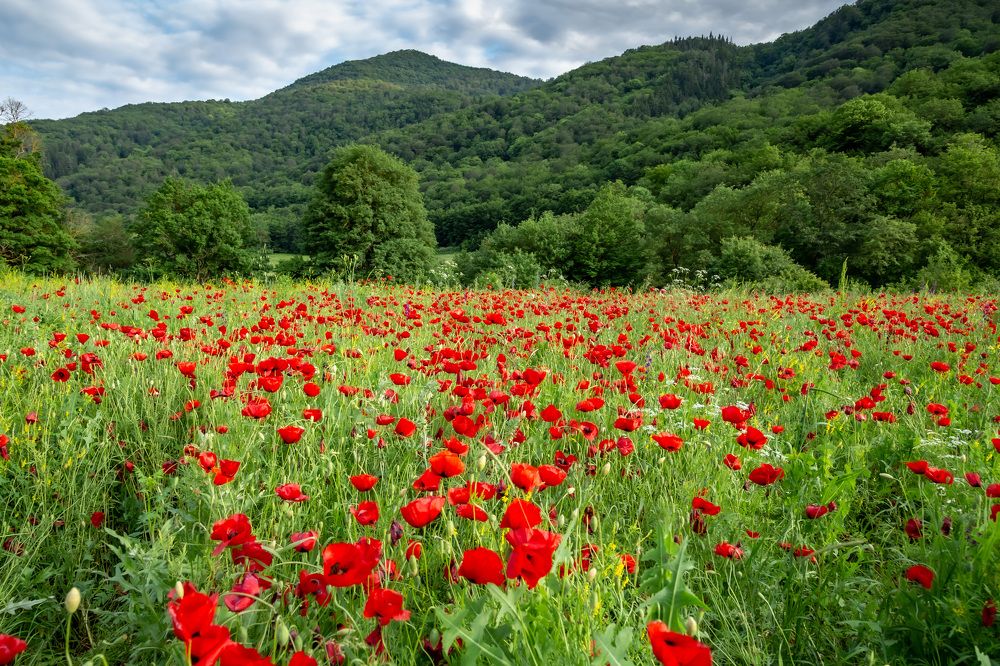 Photograph by Владимир Парсяк