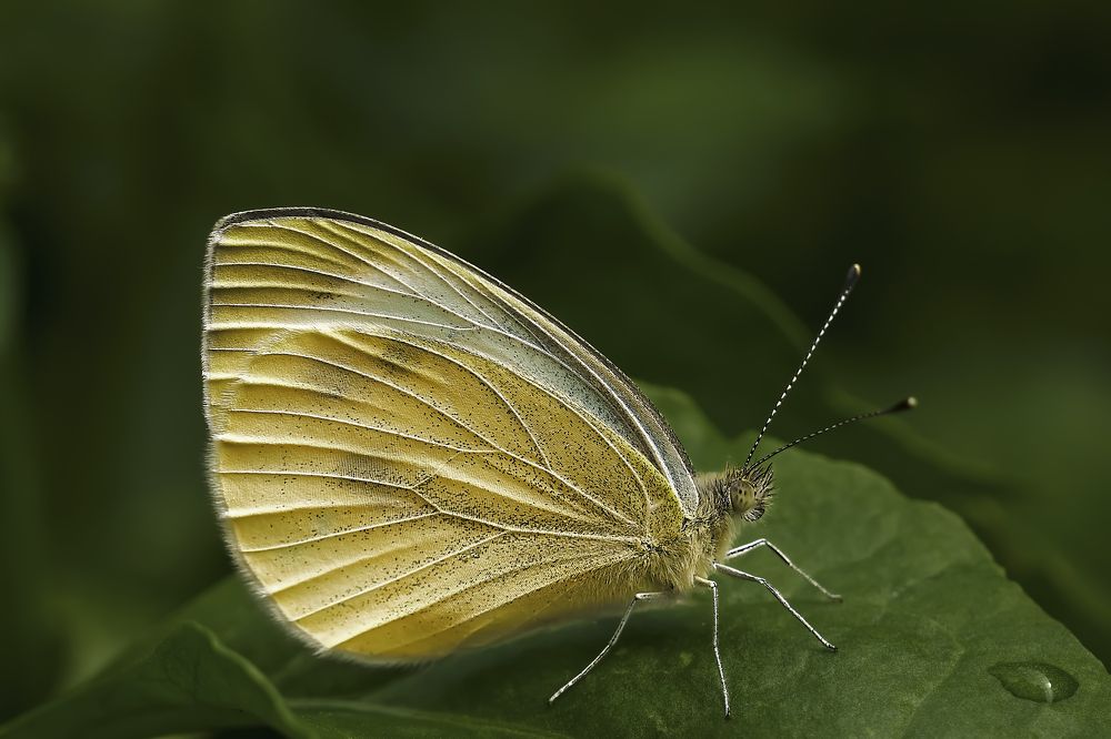 Photograph by Дашдемир Мамедов