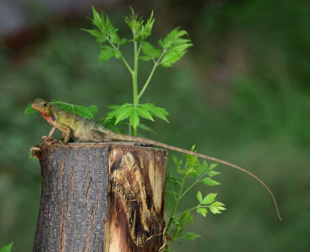 Photograph by AJAY KUMAR