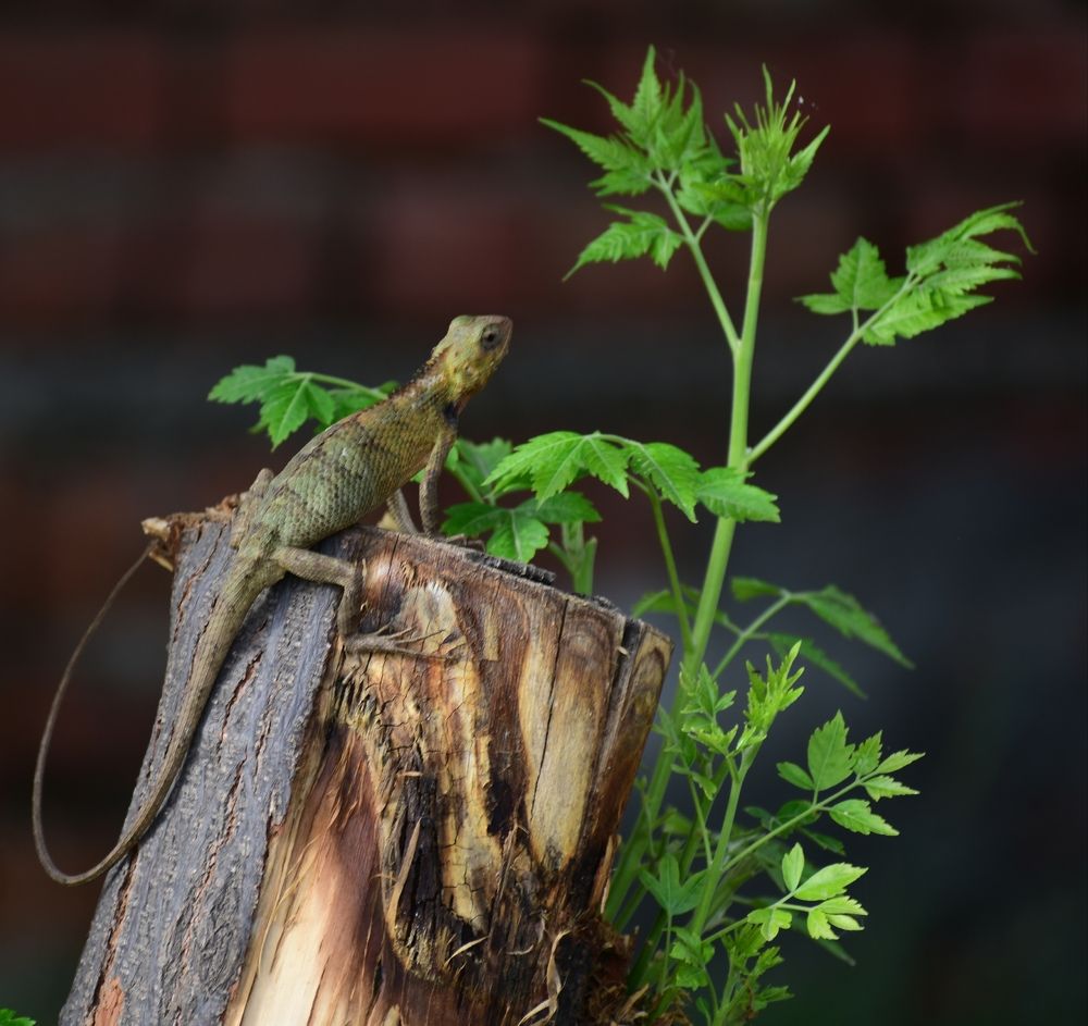 Photograph by AJAY KUMAR