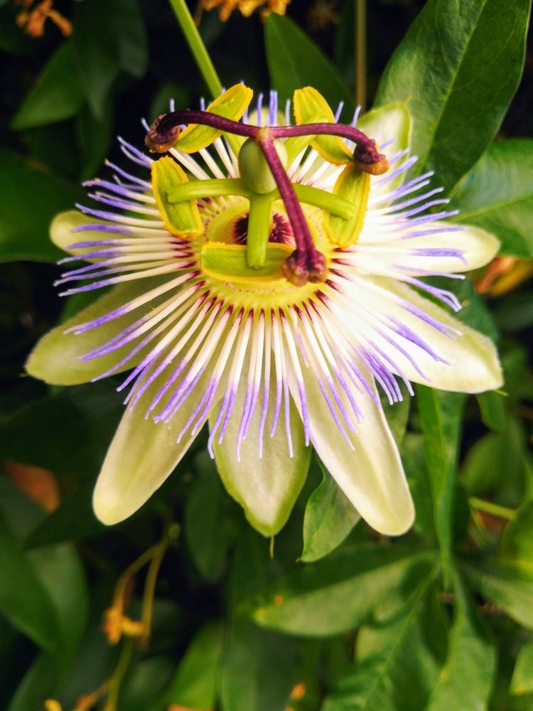 Фотография автора Anila Ismailaj