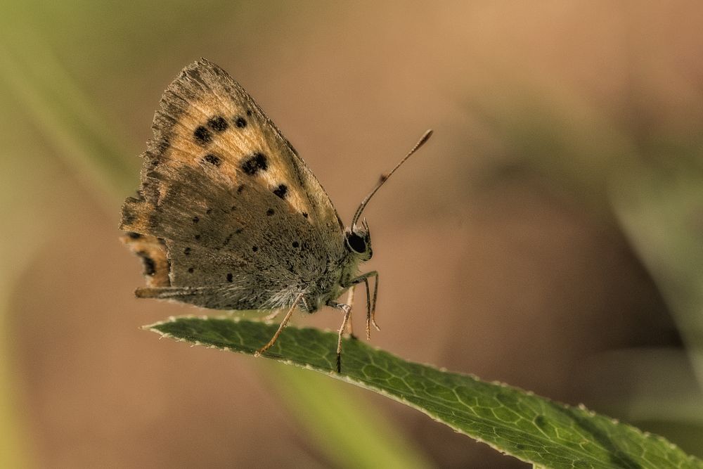 Photograph by farshid ashkar