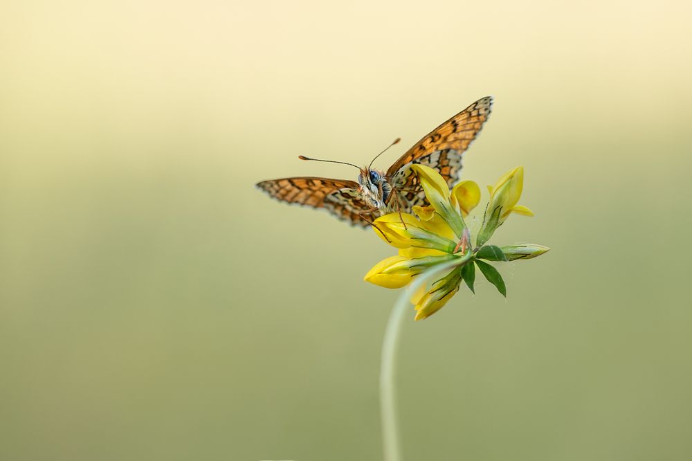 Fritillary butterfly