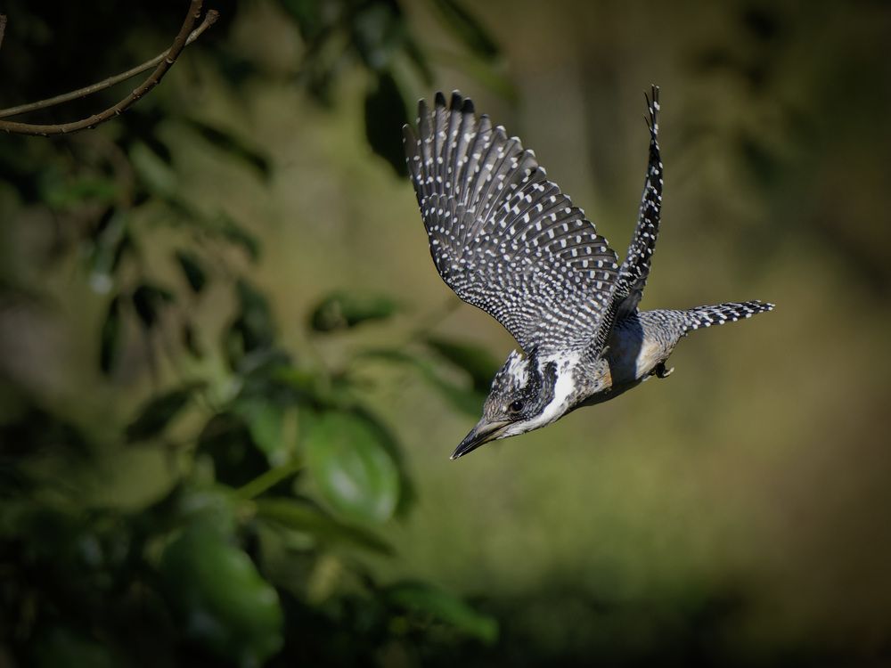 Photograph by RAJESH MAHAJAN