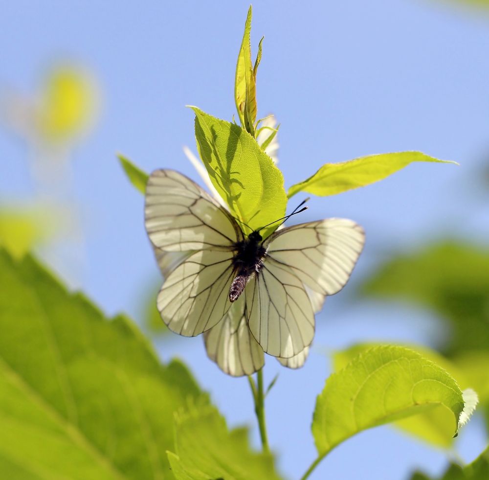 Photograph by Любовь Саханова