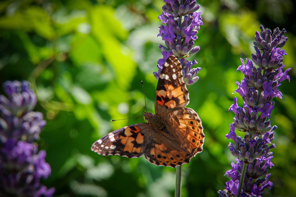 Photograph by Елена Щитова