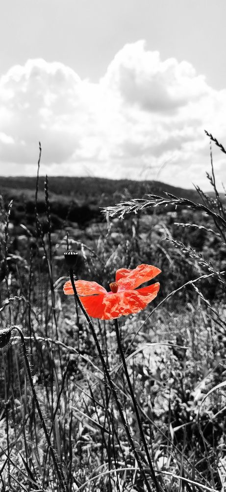 Photograph by Яўген Семчанка