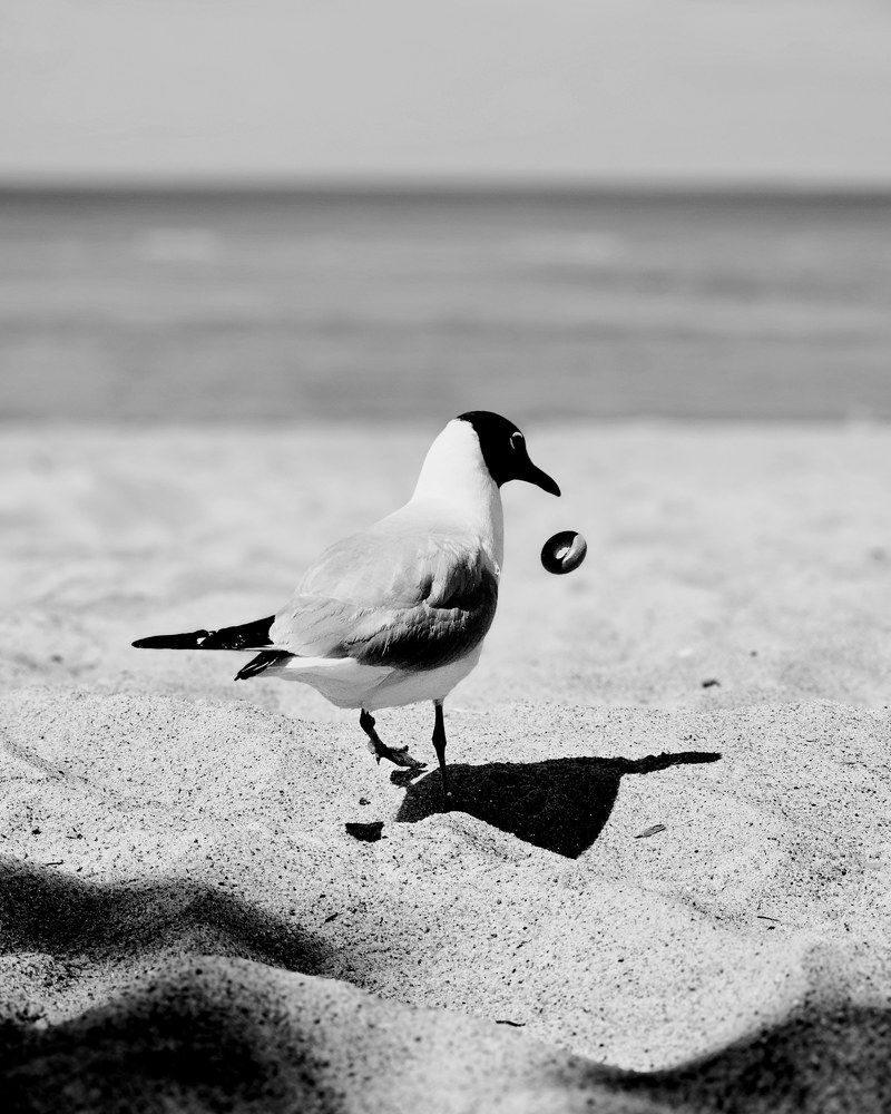 Баранки гну