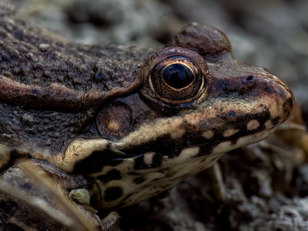 Фотография автора Aleksandr Kadyshev